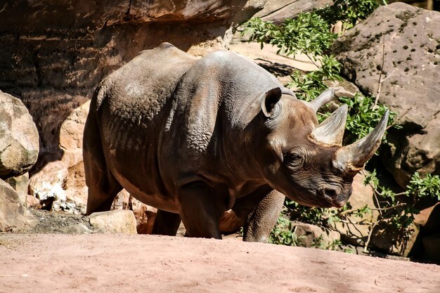 写真 動物園の岩の上にあるゾウのクローズアップ