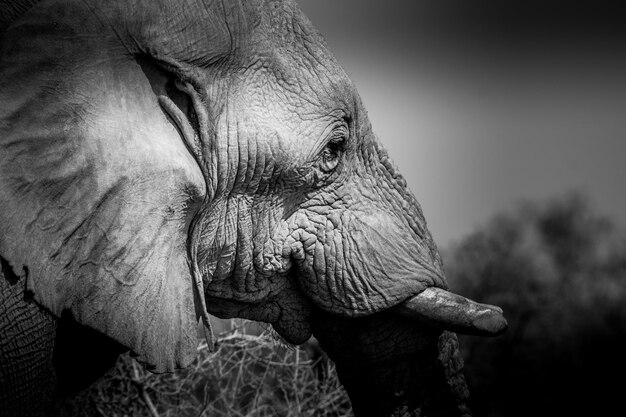 写真 ゾウ の クローズアップ