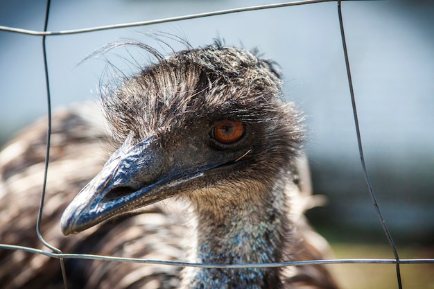 写真 エムーのクローズアップ