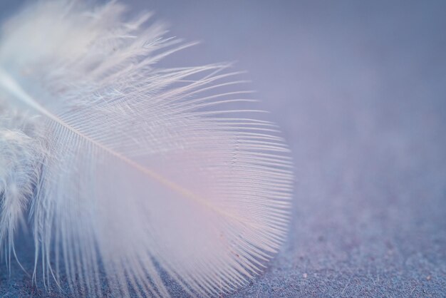 写真 植物の羽毛のクローズアップ