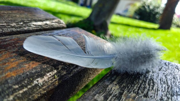 Фото Близкий план перья на дереве