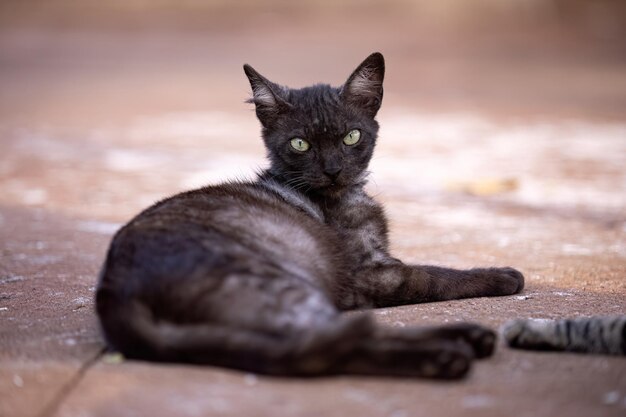 Фото Близкое изображение кошачьей домашней кошки, брошенной на кладбище