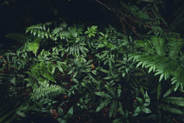 Фото Близкий снимок листьев папоротника