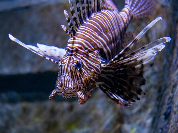 Фото Близкий план feuerfisch pteris, плавающего в море