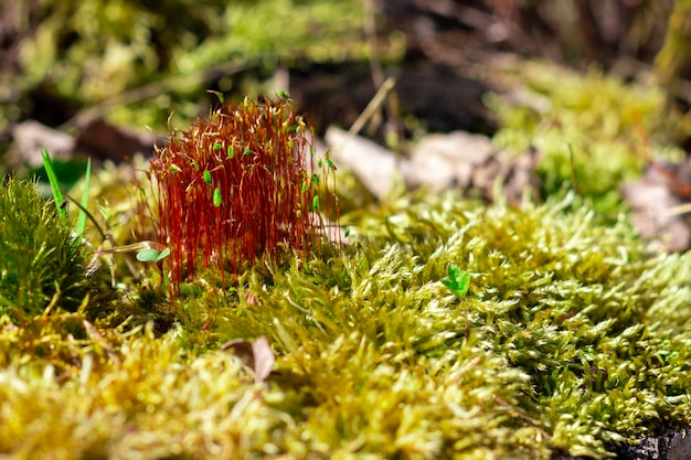 Фото Крупный план огненного мха ceratodon purpureus с репродуктивными спорофитами, растущими вокруг мха