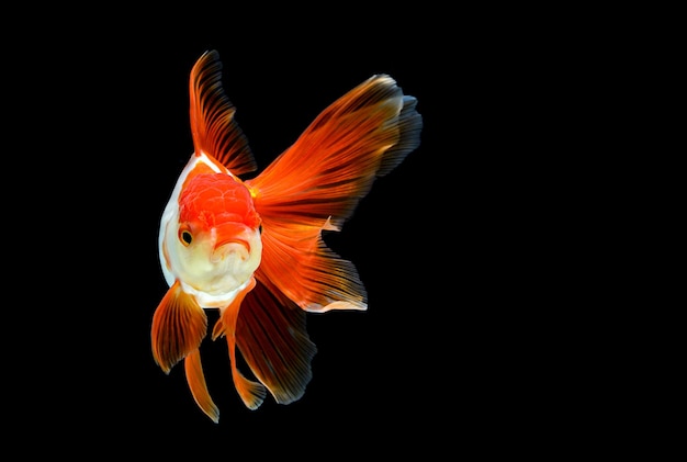 写真 黒い背景の魚のクローズアップ