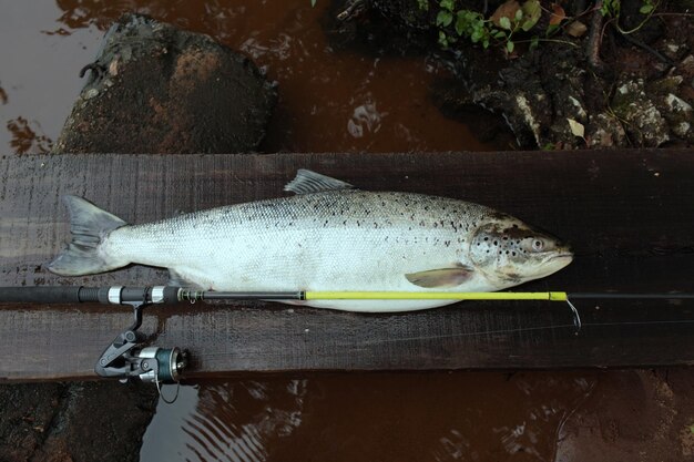 写真 テーブルの上の魚と釣り竿のクローズアップ