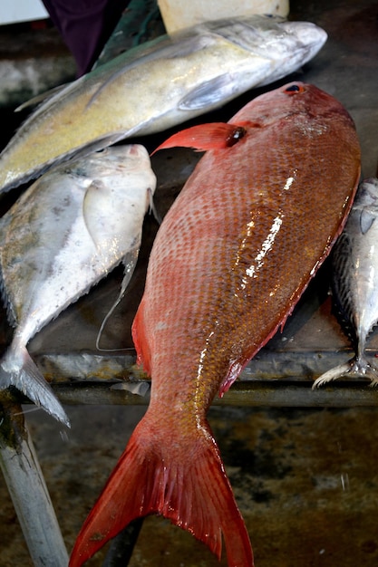 Фото Близкий план рыбы на рыночной стойке