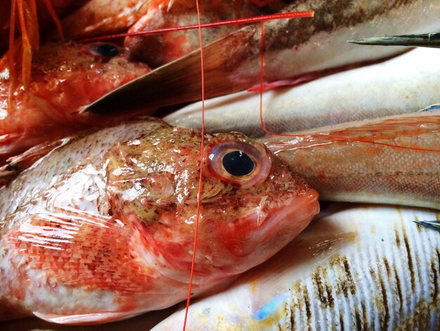 写真 販売用の魚のクローズアップ