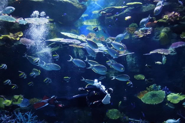 Фото Близкий план рыб в аквариуме