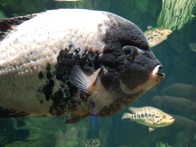 写真 水族館の魚のクローズアップ