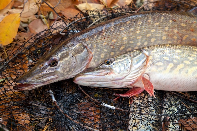 写真 市場での魚のクローズアップ