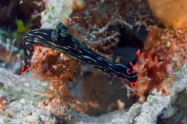 写真 海中の魚のクローズアップ