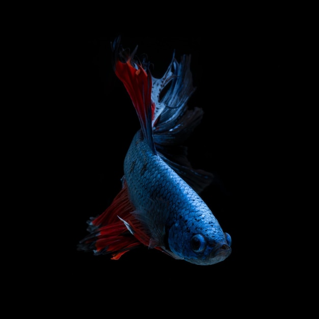 Фото Близкий план рыбы в воде на черном фоне