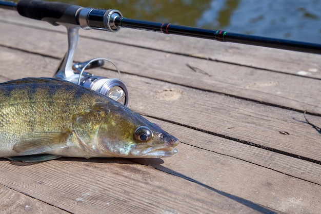 写真 埠頭の魚のクローズアップ