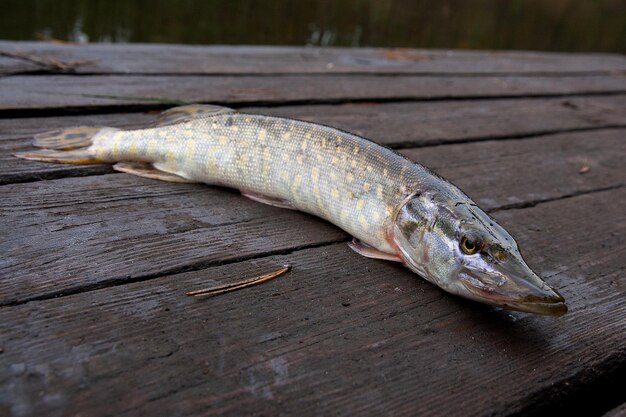 写真 木の上の魚のクローズアップ