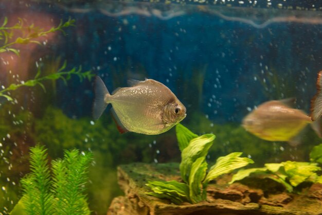 写真 水族館で泳ぐ魚のクローズアップ