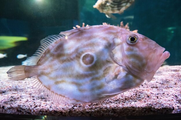 写真 水族館で泳ぐ魚のクローズアップ