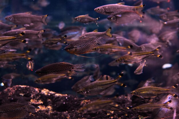写真 水族館で泳ぐ魚のクローズアップ