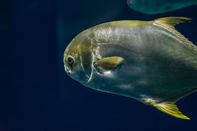 写真 海で泳ぐ魚のクローズアップ 日本海のパンプスエキノガスター