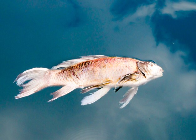 写真 海で泳ぐ魚のクローズアップ