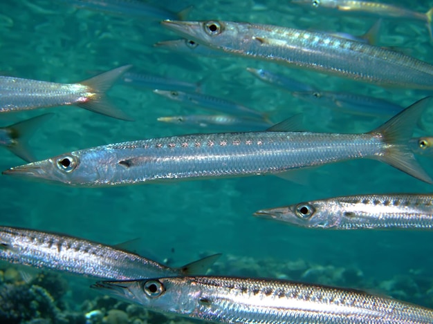 写真 海で泳ぐ魚のクローズアップ