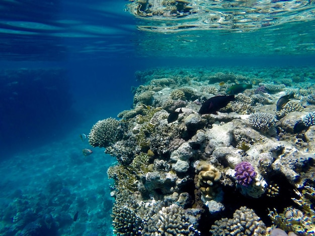 写真 海で泳ぐ魚のクローズアップ