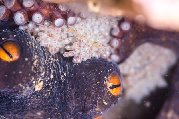 写真 海で泳ぐ魚のクローズアップ