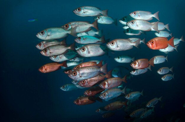 写真 海で泳ぐ魚のクローズアップ