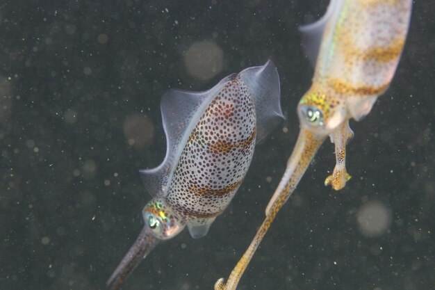 写真 海で泳ぐ魚のクローズアップ