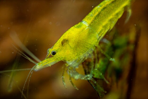 写真 海で泳ぐ魚のクローズアップ