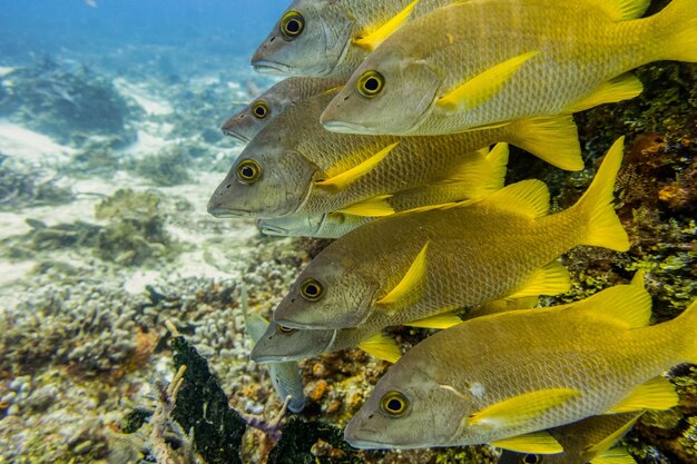 写真 海で泳ぐ魚のクローズアップ