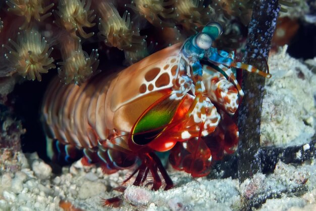 写真 海で泳ぐ魚のクローズアップ