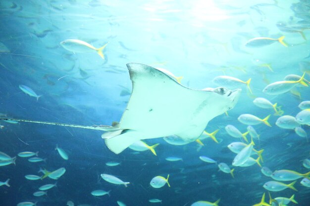 写真 海で泳ぐ魚のクローズアップ