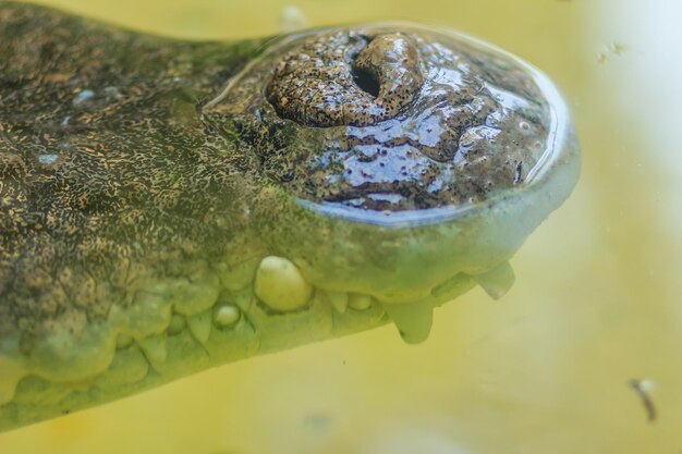 写真 海で泳ぐ魚のクローズアップ