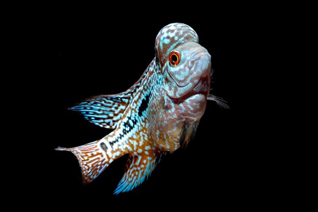 写真 海で泳ぐ魚のクローズアップ