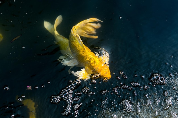 写真 海で泳ぐ魚のクローズアップ