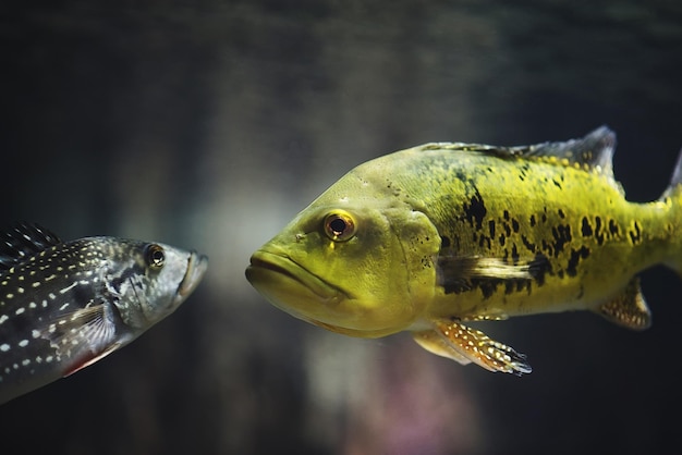 写真 海で泳ぐ魚のクローズアップ