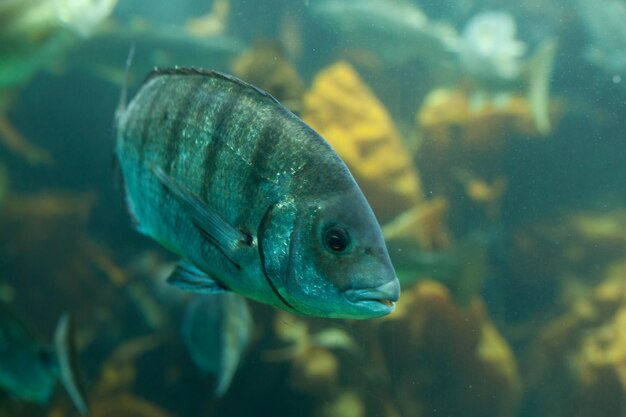 写真 海で泳ぐ魚のクローズアップ