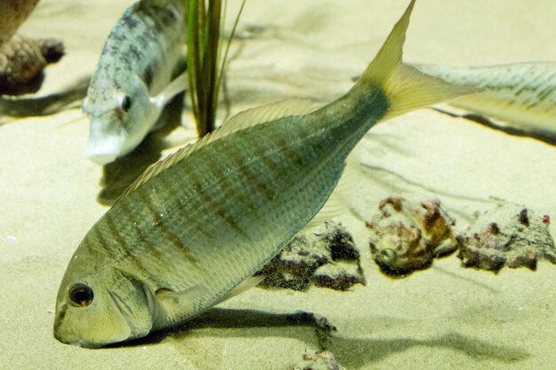 写真 水族館のタンクで泳ぐ魚のクローズアップ