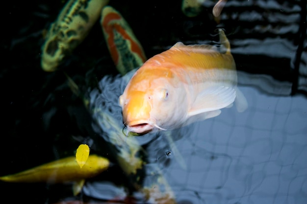 写真 水中を泳ぐ魚のクローズアップ