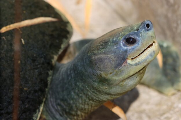 写真 泳ぐ魚のクローズアップ