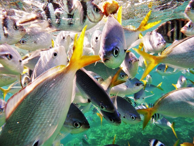 写真 泳ぐ魚のクローズアップ