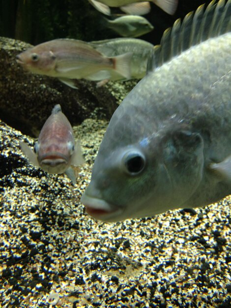 写真 水中 の 魚 の クローズアップ