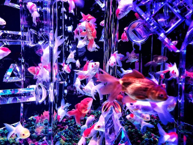 写真 水中の魚のクローズアップ