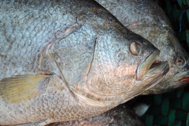 写真 魚のクローズアップ