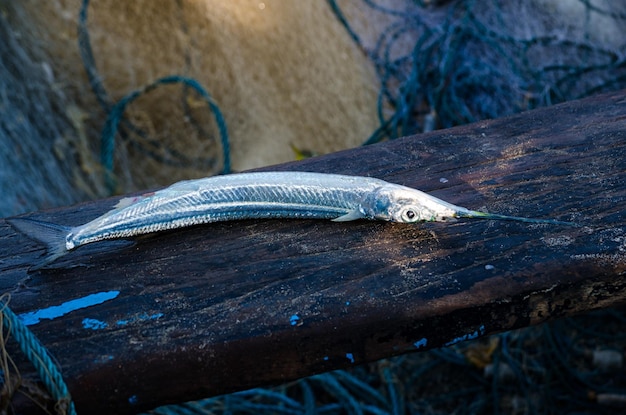 写真 魚のクローズアップ