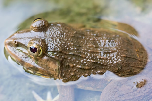 写真 魚のクローズアップ