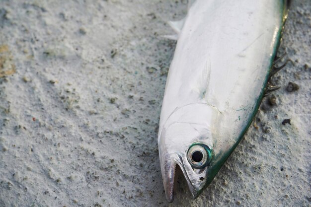 写真 魚のクローズアップ