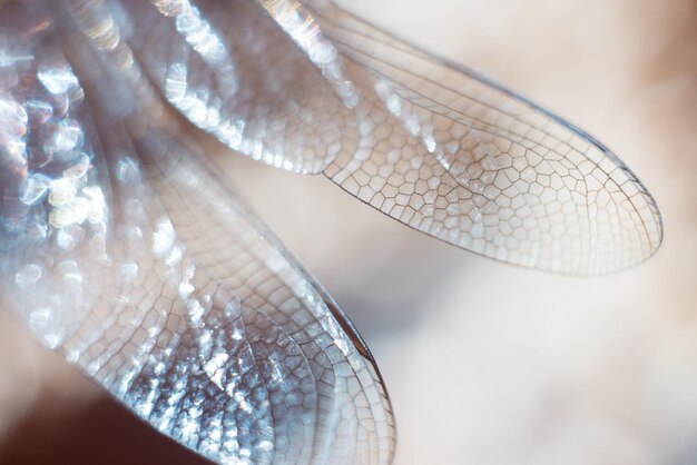 写真 魚のクローズアップ